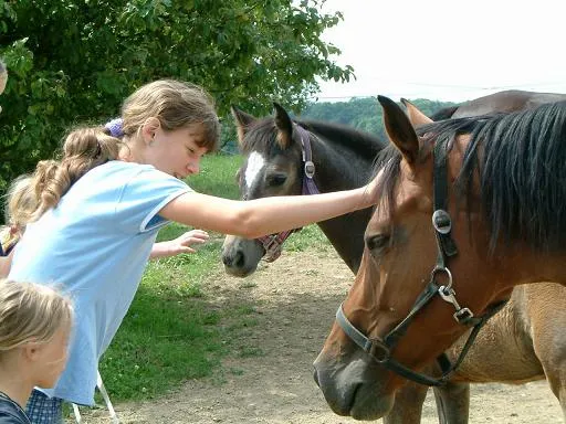 Dívka se stará o koně před lekcí